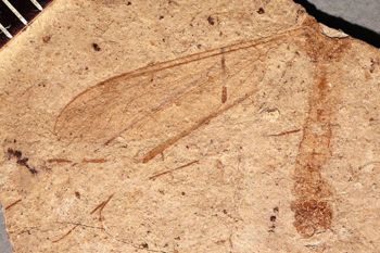 Media type: image;   Entomology PALE-1350